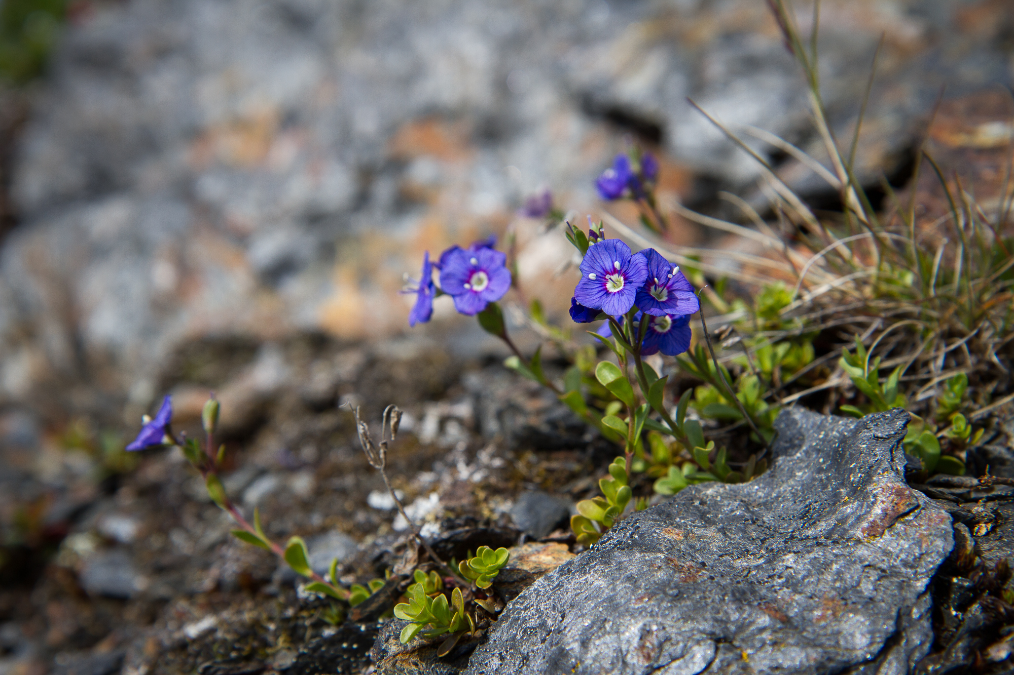 The Klippveronika flower flourishing in Swedish Lapland.