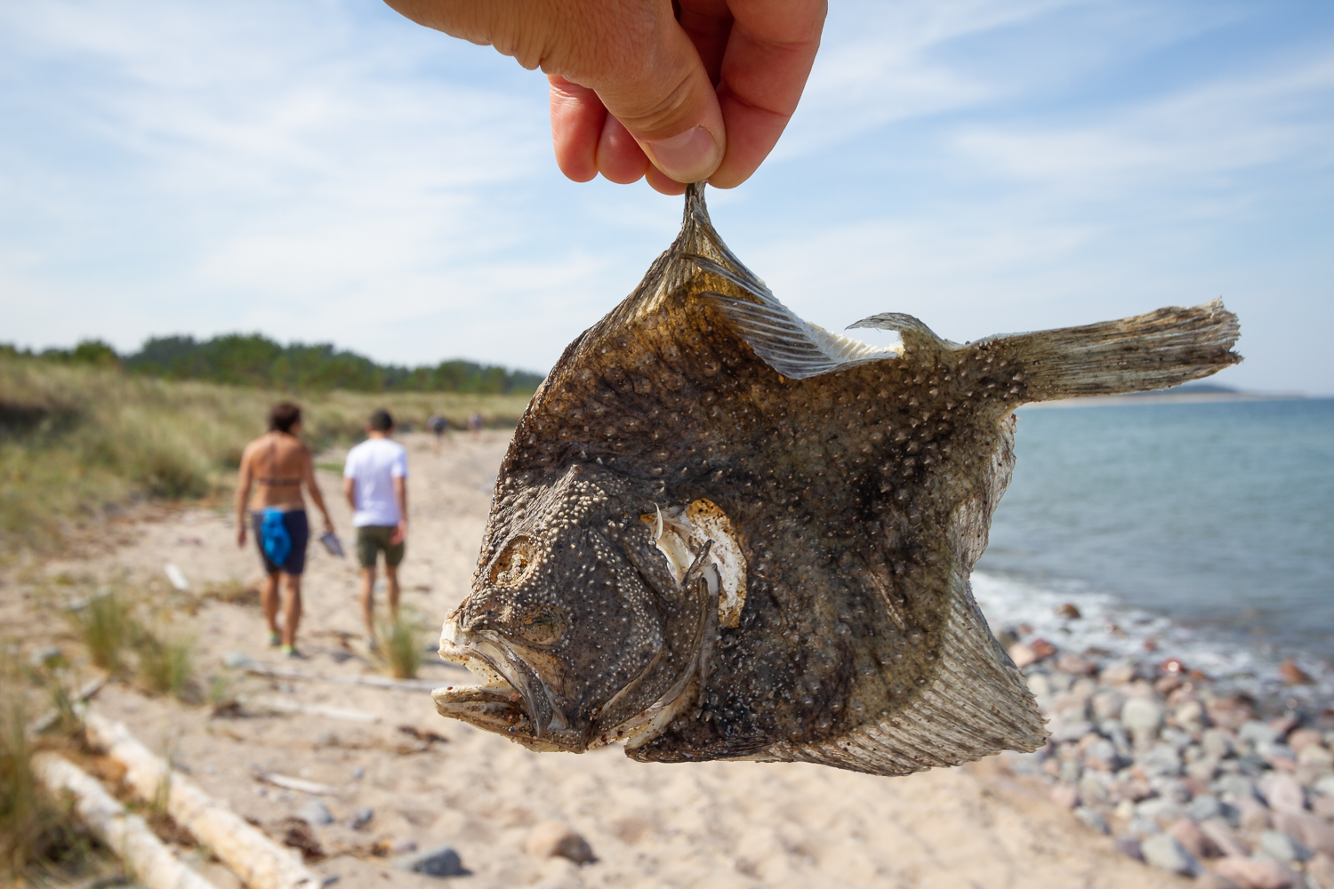 En död, torkad plattfisk hålls upp med Gotska Sandöns strand i bakgrunden