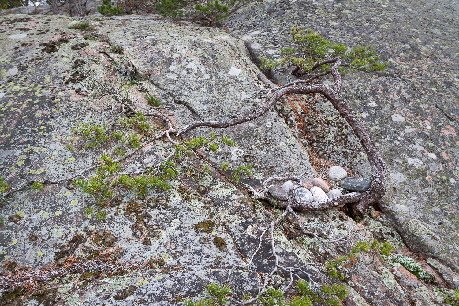 Stenar omfamnade av en tall, Ringsö, Sörmlands skärgård